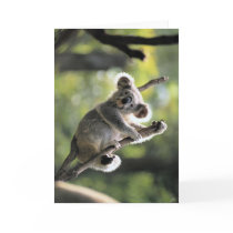 Koala Bear Greeting Cards