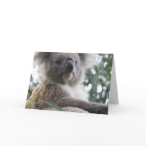 Koala Bear Facts Greeting Cards