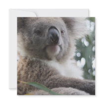Koala Bear Facts Invitations