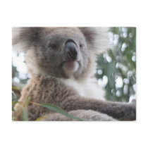 Koala Bear Facts Postcard