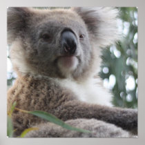 Koala Bear Facts Poster