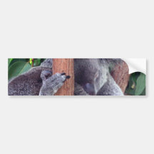 Koala Bear Family Bumper Stickers