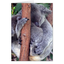 Koala Bear Family Greeting Cards