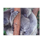 Koala Bear Family Postcard