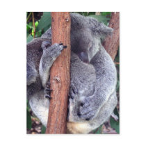Koala Bear Family Postcard