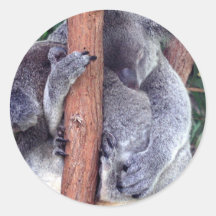 Koala Bear Family Stickers