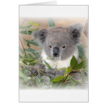 Koala Bear Greeting Card