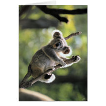 Koala Bear Greeting Cards