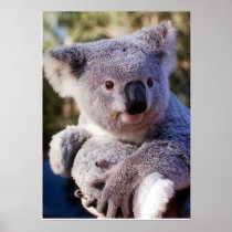 Koala Bear Holding A Koala Bear Poster