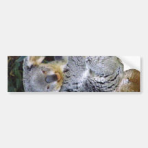Koala Bear Love_ Bumper Stickers