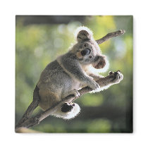 Koala Bear Fridge Magnet
