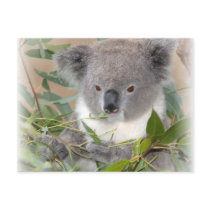 Koala Bear Postcard