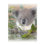 Koala Bear Postcard
