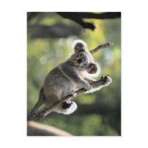 Koala Bear Post Cards