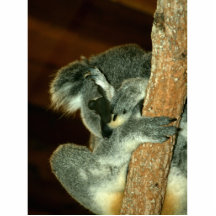 Koala Bear, Sleeping with paw over face Photo Cutouts