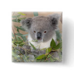 Koala Bear Square Pin buttons