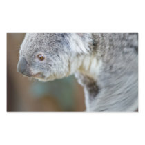Koala Bear Stickers