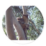 koala bear stickers