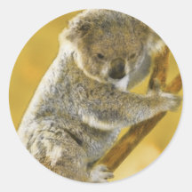 Koala Bear Sticker