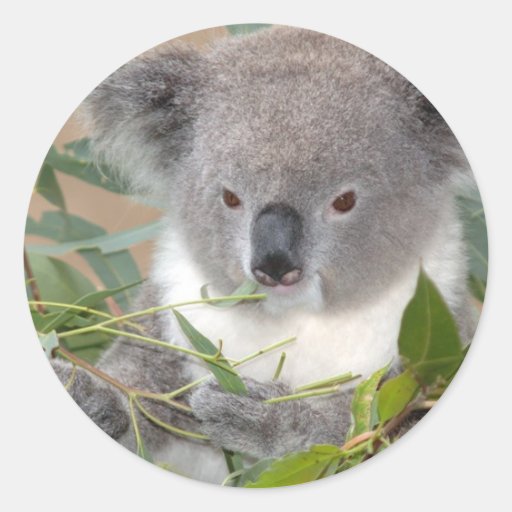 Koala Bear Sticker