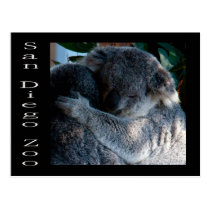 Koala bears postcards
