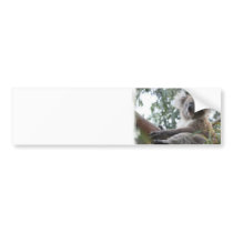 Koala Bumper Sticker