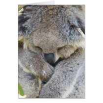 Koala Card
