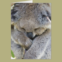 Koala cards
