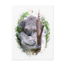 Koala Cuddle Postcard