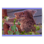 Koala cuddles greeting cards