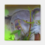 Koala Eating Magnet