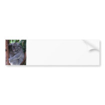 Koala Family Bumper Sticker