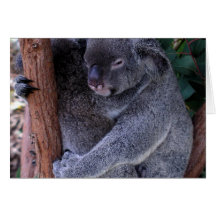 Koala Family Greeting Card