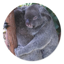 Koala Family Stickers
