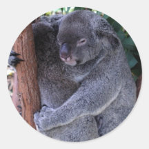 Koala Family Stickers