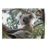 Koala Greeting Card