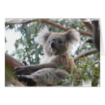 Koala Greeting Card
