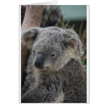 Koala Greeting Card