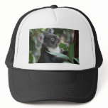 Koala hats