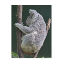 koala hug post card