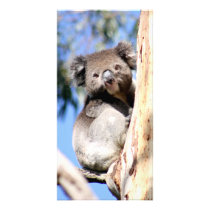 Koala in its natural habitat photo cards