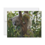 Koala invitations