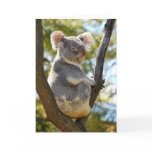 koala looking at me cards