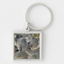 Koala Phascolarctos cinereus Queensland . Keychain