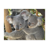 Koala Phascolarctos cinereus Queensland . Post Cards