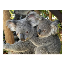 Koala Phascolarctos cinereus Queensland . Post Cards