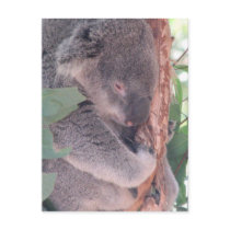 Koala Photo Postcard