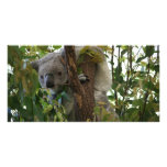 Koala photo cards