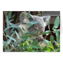 Koala Photography Card