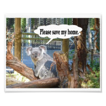 Koala "Please Save my home". Photograph